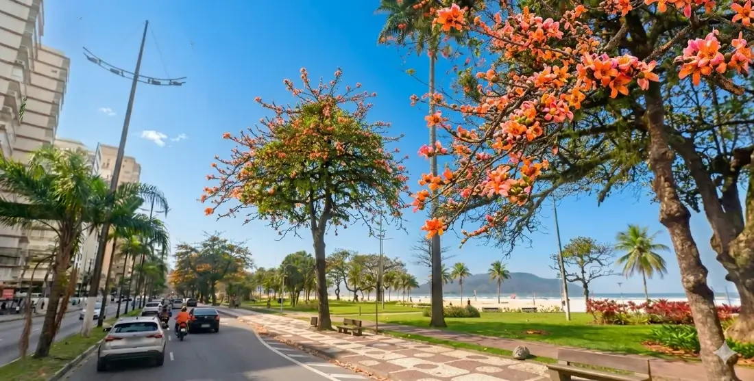 Avenida à beira-mar em Santos, com jardins, árvores floridas, ciclovia e praia ao fundo